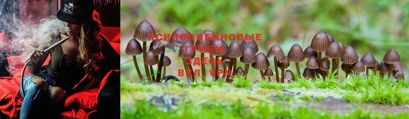 Галлюциногенные грибы MAGIC MUSHROOMS  Николаевск 